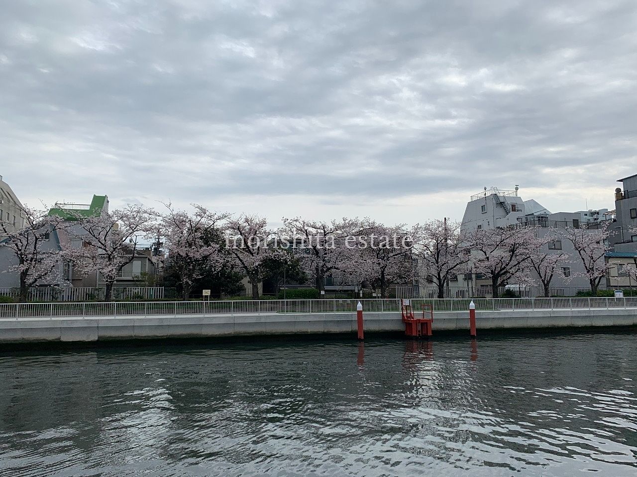 小名木川　川沿い　桜　お花見　2022年　散歩　写真　