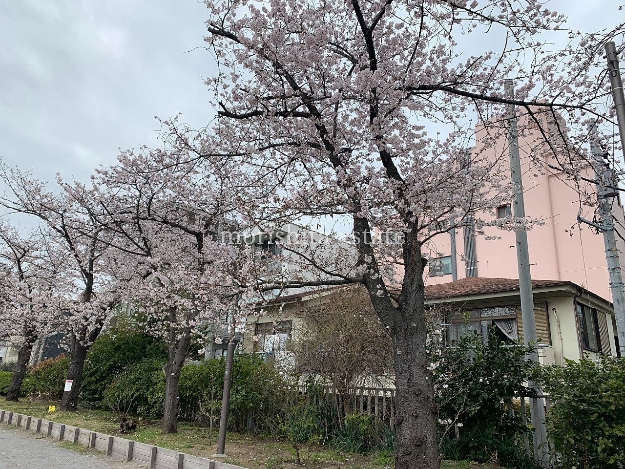 小名木川　川沿い　桜　お花見　2022年　散歩　写真　